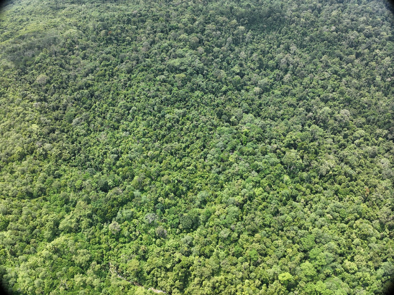 Lanskap hutan Sumatera Utara